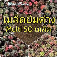 ราคา ยิมด่างMULTI50 เมล็ดยิมโนด่าง รวมสีสันหลากหลาย 50เมล็ด มัลติคัลเลอร์ from ฺBornFarm (13890594235)