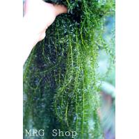 ราคา พร้อมส่ง สาหร่ายน้ำจืดเกรดA 500กรัม สาหร่ายหางกระรอก สาหร่าย สาหร่ายอาหารปลา สาหร่ายเดนซ่า (18124177957)