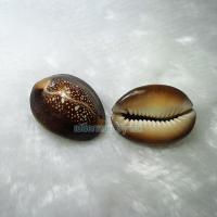 ราคา เปลือกหอยเบี้ยแท้ เบี้ยแก้ เบี้ยจั่น สีธรรมชาติ ราคาต่อแพ๊ค (4378784698)