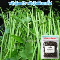 ราคา เมล็ด พันธุ์ ผักบุ้งแก้ว ผักบุ้งเย็นตาโฟ ผักบุ้งก๋วยเตี๋ยว 100 เมล็ด 10 แถม 1 คละได้ (7753609367)