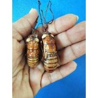 ราคา ว่านจั๊กจั่น 1ตัวหรือ1คู่ให้เลือก เคลือบ ปลุกเสกแล้ว ว่านจั๊กจั่นว่านจั๊กจั่น พญาต่อเงินต่อทอง ว่านจักจัน ว่านจั๊กจั่นตัวเมีย (14714359682)