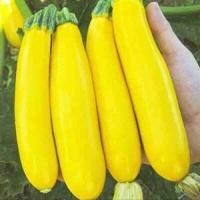 ราคา ซูกินีเหลือง ถูกที่สุด10บ เมล็ดพันธุ์ซูกินีเหลือง 5เมล็ด ปลูกง่าย ขึ้นไว หวานอร่อย (13159166204)