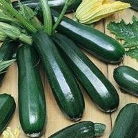 ราคา ซูกินี ถูกที่สุด10บ เมล็ดพันธุ์แตงญี่ปุ่น ซูกินี งอกง่าย โตไว ลูกดก (13152910294)