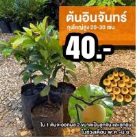 ราคา ต้นอินจัน ต้นลูกจัน อินจันทร์ จำนวน 1 ต้น (14511395322)