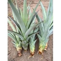 ราคา หน่อสับปะรดหวานพันธุ์บ้านคา สวนผึ้ง เซต 10 หน่อ ราคาพิเศษ 90 บาท (14248062592)