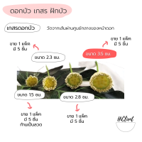 ราคา บัว ใบบัว ดอกบัว เกสร ฝักบัว ใบบัวกระดาษ ใบบัวผ้า (13517269929)