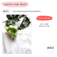 ราคา บัว ใบบัว ดอกบัว เกสร ฝักบัว ใบบัวกระดาษ ใบบัวผ้า (13517269932)