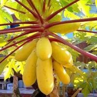 ราคา มะละกอเหลืองกระบี่ ถูกที่สุด15บ เมล็ดพันธุ์มะละกอเหลืองกระบี่5 20 เมล็ด ปลูกง่าย ทานอร่อย ผลสีสวย ต้นเตี้ย (10724256320)