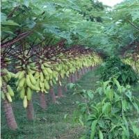 ราคา มะละกอเหลืองกระบี่ ถูกที่สุด15บ เมล็ดพันธุ์มะละกอเหลืองกระบี่5 20 เมล็ด ปลูกง่าย ทานอร่อย ผลสีสวย ต้นเตี้ย (10724256323)