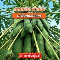 ราคา เมล็ดมะละกอ แขกนวลดำเนิน ต้นเตี้ย 30 เมล็ด (14208733154)