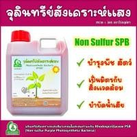 ราคา หัวเชื้อจุลินทรีย์สังเคราะห์แสงสีม่วงกลุ่มไม่สะสมกำมะถัน Rhodospirillaceae PSB บำรุงดิน บำรุงต้นไม้ บำบัดน้ำเน่าเสีย ตราไร่กฤติยา ขนาด 1 ลิตร (17426067893)
