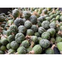 ราคา แอสโตร แคคตัส แอสโตรไฟตัม แอสโตร super kabuto V Astrophytum และ ยิมโนเชื้อด่าง ยิมโนมิฮาโน่ ราคาเบาๆขนาดกำลังน่ารักๆ 2 5cm (7454311740)