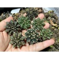 ราคา แอสโตร แคคตัส แอสโตรไฟตัม แอสโตร super kabuto V Astrophytum และ ยิมโนเชื้อด่าง ยิมโนมิฮาโน่ ราคาเบาๆขนาดกำลังน่ารักๆ 2 5cm (14102298515)