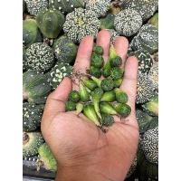 ราคา แอสโตร แคคตัส แอสโตรไฟตัม แอสโตร super kabuto V Astrophytum และ ยิมโนเชื้อด่าง ยิมโนมิฮาโน่ ราคาเบาๆขนาดกำลังน่ารักๆ 2 5cm (8468081679)