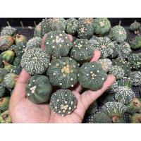 ราคา แอสโตร แคคตัส แอสโตรไฟตัม แอสโตร super kabuto V Astrophytum และ ยิมโนเชื้อด่าง ยิมโนมิฮาโน่ ราคาเบาๆขนาดกำลังน่ารักๆ 2 5cm (12578505353)
