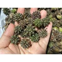 ราคา แอสโตร แคคตัส แอสโตรไฟตัม แอสโตร super kabuto V Astrophytum และ ยิมโนเชื้อด่าง ยิมโนมิฮาโน่ ราคาเบาๆขนาดกำลังน่ารักๆ 2 5cm (14102298514)