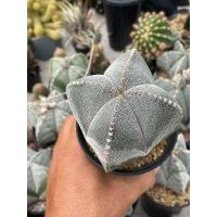 ราคา แอสโตรไฟตั้ม มายริโอ astrophytum myriostigma มายริโอ้ ซุปเปอร์มายริโอ้ กระบองเพชร แคคตัส Cactus (16048310879)