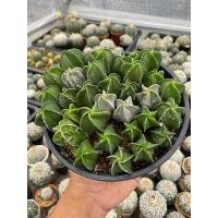 ราคา แอสโตรไฟตั้ม มายริโอ astrophytum myriostigma มายริโอ้ ซุปเปอร์มายริโอ้ กระบองเพชร แคคตัส Cactus (15726815133)