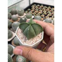 ราคา แอสโตรไฟตั้ม มายริโอ astrophytum myriostigma มายริโอ้ ซุปเปอร์มายริโอ้ กระบองเพชร แคคตัส Cactus (7431668305)