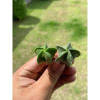 ราคา แอสโตรไฟตั้ม มายริโอ astrophytum myriostigma มายริโอ้ ซุปเปอร์มายริโอ้ กระบองเพชร แคคตัส Cactus (15726815132)