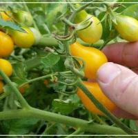 ราคา มะเขือเทศลูกแพร์ สีเหลือง ถูกที่สุด10บ เมล็ดพันธุ์มะเขือเทศลูกแพร์ 10 เมล็ด ปลูกง่าย โตเร็ว สีสวย ทานอร่อย (12636585426)