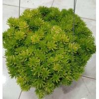 ราคา ต้นเศรษฐีแพรทอง ขนาดกระถางแขวน 8 นิ้ว (12813887467)