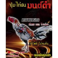 ราคา ดูคลิป จำหน่ายไข่ไก่ชน พ่อพันธุ์เกรด VIP สายเลือดดี ไข่ไก่ก๋อยกัด เจ้าหมากแหลก (15181863841)