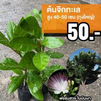 ราคา ต้นจิกทะเล ถุงใหญ่ จำนวน 1 ต้น Barringtonia asiatica จิกทะเล 40 50ซม (16069733966)