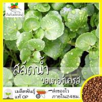 ราคา เมล็ดพันธุ์ วอเตอร์เครส สลัดน้ำ 500 เมล็ด Watercress Seed เมล็ดพันธุ์แท้ นำเข้าจากต่างประเทศ ปลูกผัก สวนครัว ถูกดี (4452068156)