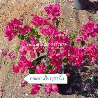 ราคา เฟื่องฟ้า Bougainvillea ดอกกระดาษ Paper flower ต้นเฟื่องฟ้า ต้นใหญ่กระถาง11นิ้ว สวนลุงแท็ค (14379348960)