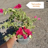 ราคา เฟื่องฟ้า Bougainvillea ดอกกระดาษ Paper flower ต้นเฟื่องฟ้า ต้นใหญ่กระถาง11นิ้ว สวนลุงแท็ค (14379348966)