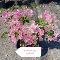 ราคา เฟื่องฟ้า Bougainvillea ดอกกระดาษ Paper flower ต้นเฟื่องฟ้า ต้นใหญ่กระถาง11นิ้ว สวนลุงแท็ค (14379348968)