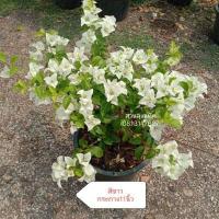ราคา เฟื่องฟ้า Bougainvillea ดอกกระดาษ Paper flower ต้นเฟื่องฟ้า ต้นใหญ่กระถาง11นิ้ว สวนลุงแท็ค (14379348963)