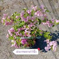 ราคา เฟื่องฟ้า Bougainvillea ดอกกระดาษ Paper flower ต้นเฟื่องฟ้า ต้นใหญ่กระถาง11นิ้ว สวนลุงแท็ค (14379348962)