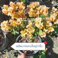 ราคา เฟื่องฟ้า Bougainvillea ดอกกระดาษ Paper flower ต้นเฟื่องฟ้า ต้นใหญ่กระถาง11นิ้ว สวนลุงแท็ค (14379348965)