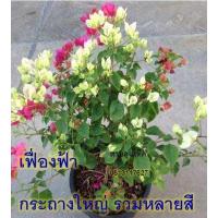 ราคา เฟื่องฟ้า Bougainvillea ดอกกระดาษ Paper flower ต้นเฟื่องฟ้า ต้นใหญ่กระถาง11นิ้ว สวนลุงแท็ค (14379348964)