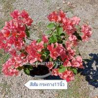 ราคา เฟื่องฟ้า Bougainvillea ดอกกระดาษ Paper flower ต้นเฟื่องฟ้า ต้นใหญ่กระถาง11นิ้ว สวนลุงแท็ค (14379348961)