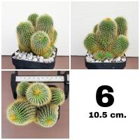 ราคา กระบองเพชรกระบองทอง ฟอร์มกอ หน่อใหญ่สวย (16560519107)