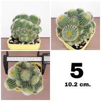 ราคา กระบองเพชรกระบองทอง ฟอร์มกอ หน่อใหญ่สวย (16560519106)