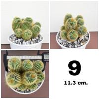 ราคา กระบองเพชรกระบองทอง ฟอร์มกอ หน่อใหญ่สวย (16945728226)