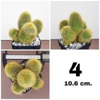 ราคา กระบองเพชรกระบองทอง ฟอร์มกอ หน่อใหญ่สวย (16560519105)