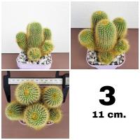 ราคา กระบองเพชรกระบองทอง ฟอร์มกอ หน่อใหญ่สวย (16560519104)