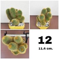 ราคา กระบองเพชรกระบองทอง ฟอร์มกอ หน่อใหญ่สวย (18226624840)