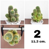 ราคา กระบองเพชรกระบองทอง ฟอร์มกอ หน่อใหญ่สวย (16560519103)