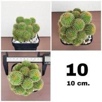 ราคา กระบองเพชรกระบองทอง ฟอร์มกอ หน่อใหญ่สวย (18226624838)