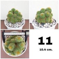 ราคา กระบองเพชรกระบองทอง ฟอร์มกอ หน่อใหญ่สวย (18226624839)