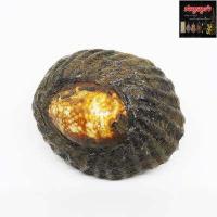 ราคา เบี้ยแก้ถักเชือก หลวงปู่บุญ วัดกลางบางแก้ว จ นครปฐม เครื่องราง กันสิ่งชั่วร้าย แก้สิ่งร้ายกลายเป็นดี เขย่าแล้วมีเสียงปรอทในตัวเบี้ย (1175368013)