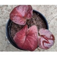 ราคา บอนสีฮกหลง กวนอิม กวนอู เจ้ากรุง อิเหนา และบอนสีอื่นๆ ส่งพร้อมกระถาง (17790828070)