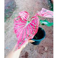 ราคา บอนสีฮกหลง กวนอิม กวนอู เจ้ากรุง อิเหนา และบอนสีอื่นๆ ส่งพร้อมกระถาง (17790828067)