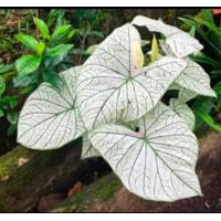 ราคา บอนสีฮกหลง กวนอิม กวนอู เจ้ากรุง อิเหนา และบอนสีอื่นๆ ส่งพร้อมกระถาง (17790828066)